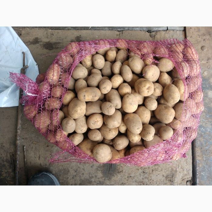 Продам посадкову картоплю
