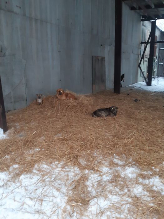 Розумні, молоді собаки шукають дім