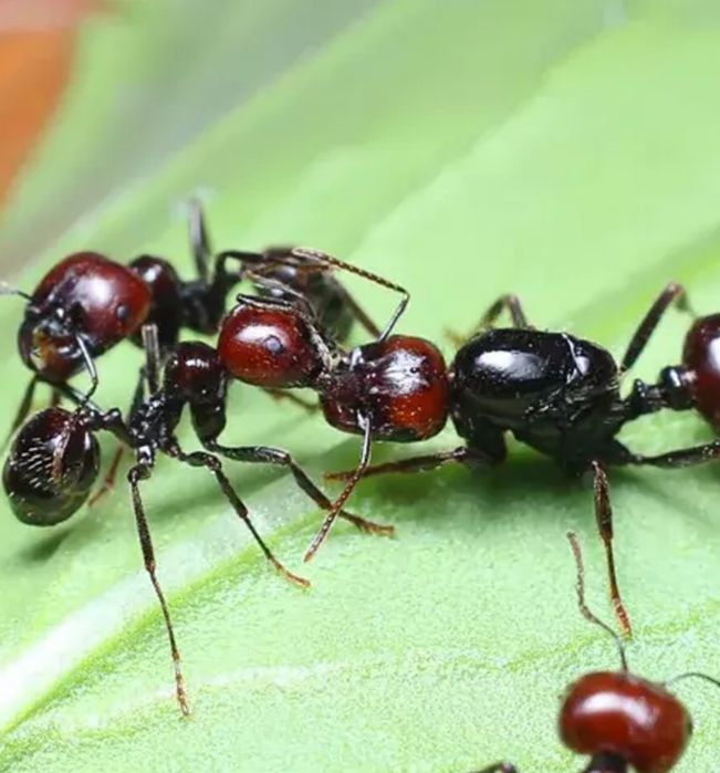 Мурахи для мурашиної ферми messor barbarus. Самовивіз Київ