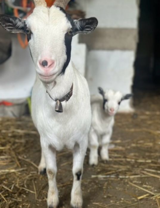 Cabras anãs disponiveis, machos e femeas