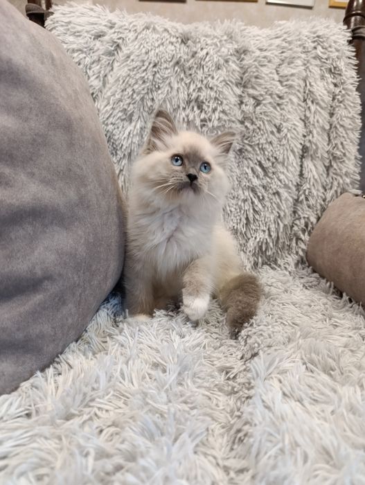 Kot ragdoll - kocurek ragdoll - kot do terapii- kot z rodowodem
