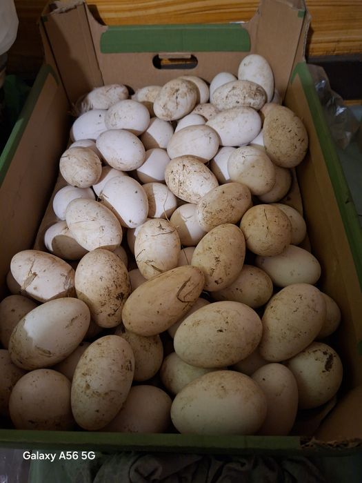 Jajka Gęsie od rolnika