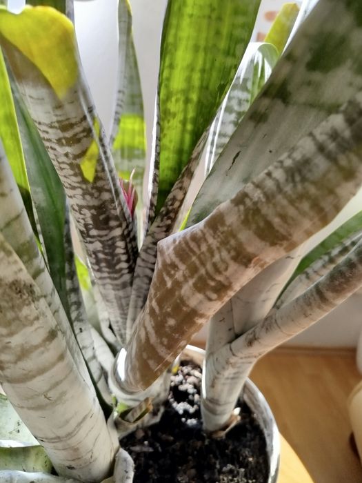 Aechmea piękna duża kwitnąca trzy sadzonki okazja