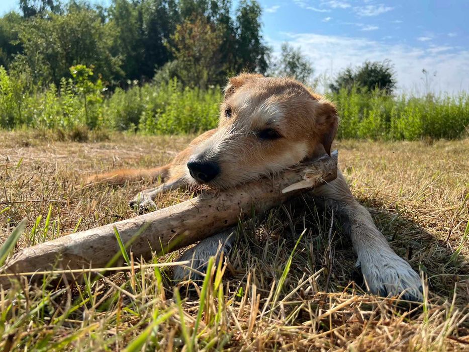 Energiczny Perez szuka odpowiedzialnego domu