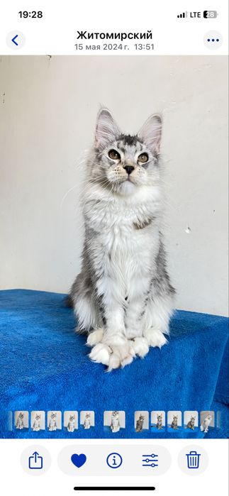 Девочка мейн кун