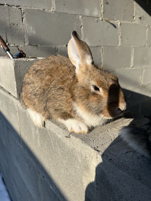Кролики на годівлю