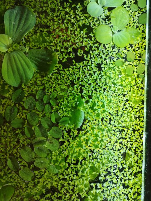 Rośliny pływające do akwarium roślina pływające