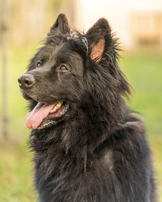 Cudnowny owczarek (staro) niemiecki Hrabia do adopcji