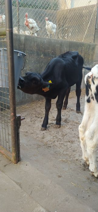 Vitelos Frísios Holstein, Angus e Limousine Oportunidade
