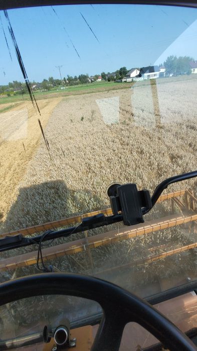 Pszenica Ozima Gentelman