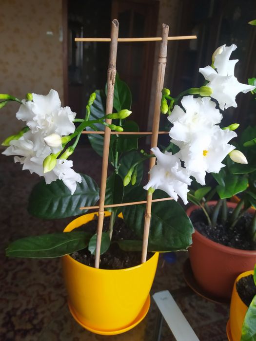 Укорінений черенок  табернемони,квітка має запах жасмінатпна