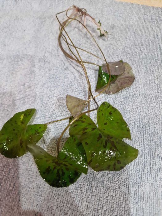 Roślinki akwariowe 5 zl woreczek