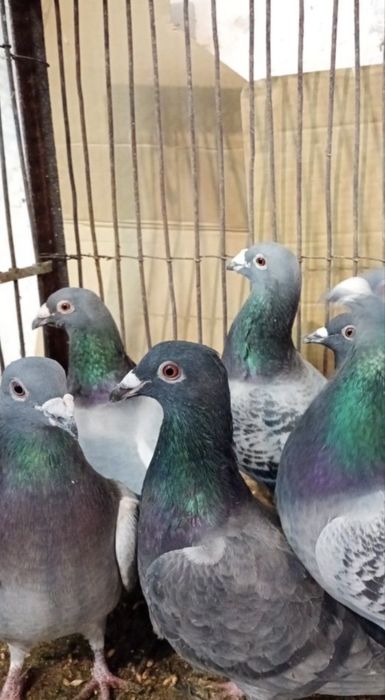 Sprzedam gołębie pocztowe