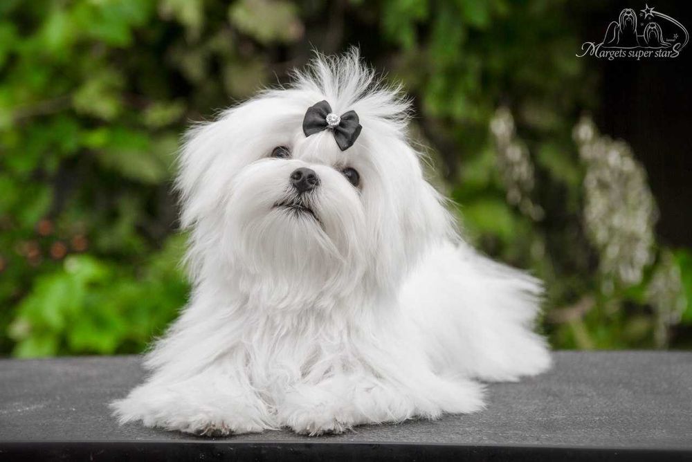 Мальтезе VIP рівня