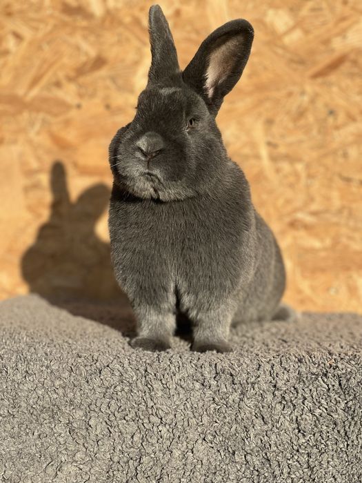 Кролики Віденські Блакитні