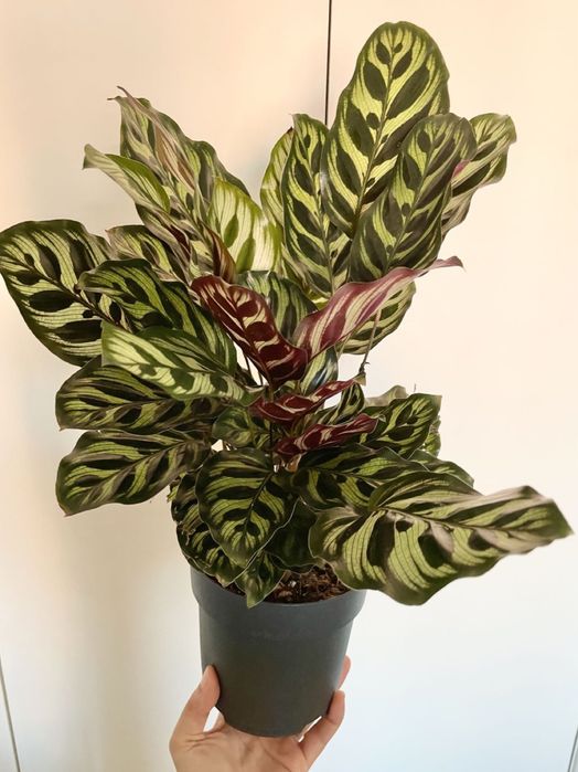 Conjunto plantas de interior