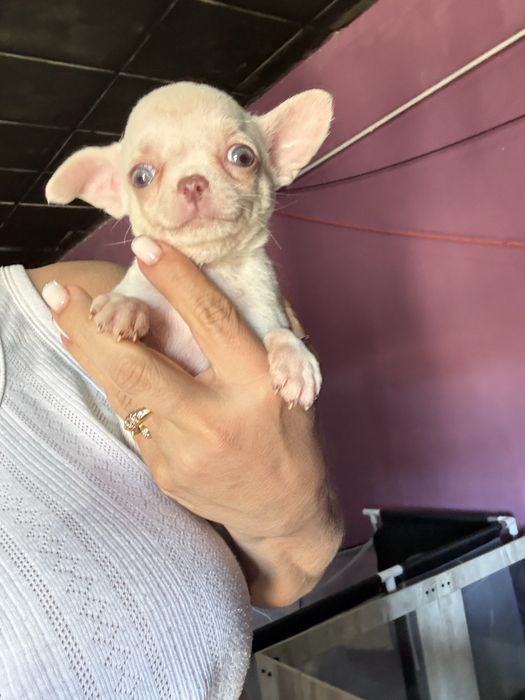 Menino Chihuahua  *lindissimo“ de bolso.