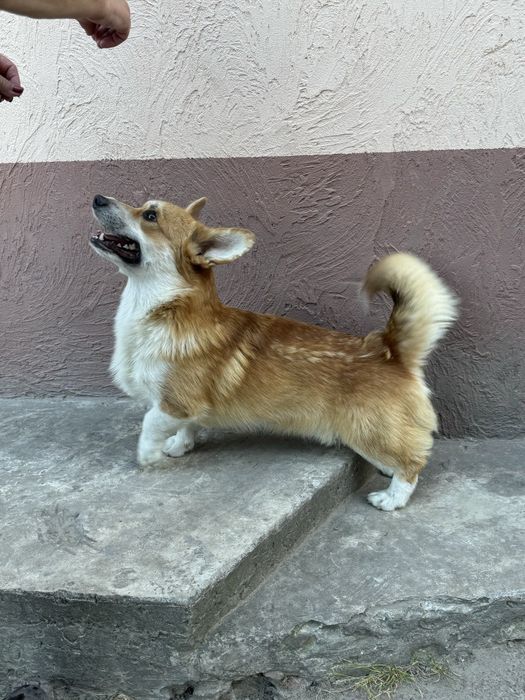 Вельш коргі пемброк