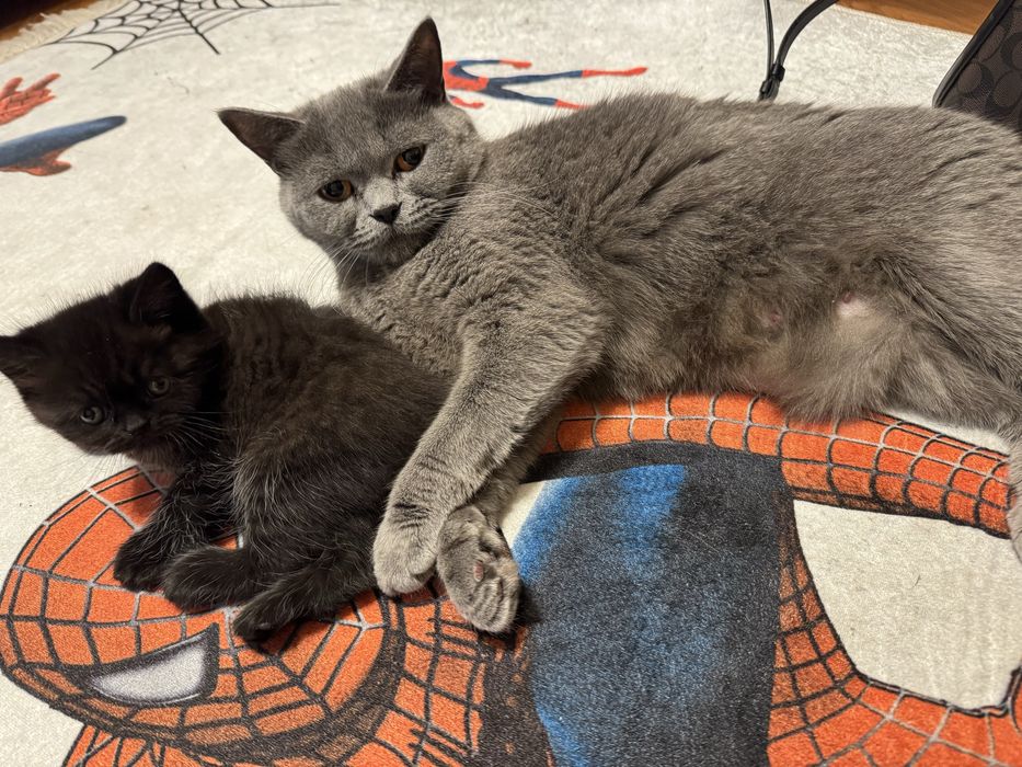 Прекрасные котята