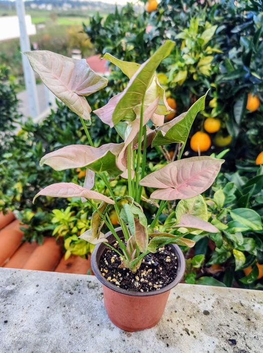 Muda Singônios_ Syngonium Podophyllum / Mottled MOJITO / RED Heart