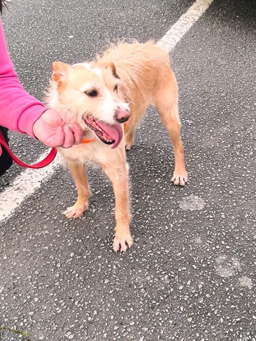 Repas - cao jovem medio-pequeno para adocao