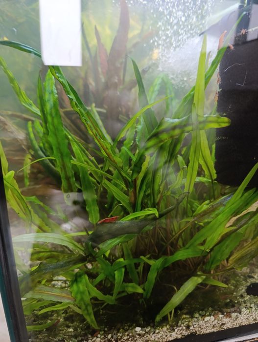 Sadzonki roślin do akwarium