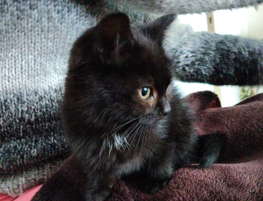 Чорне кошеня хлопчик з незалежним характером 3 місяці