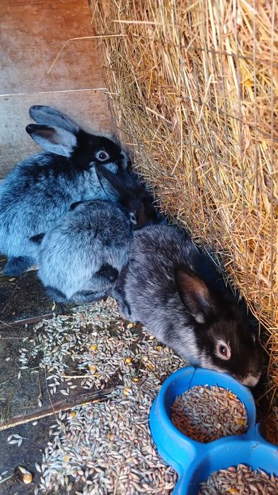 Продам кролей европейское серебро