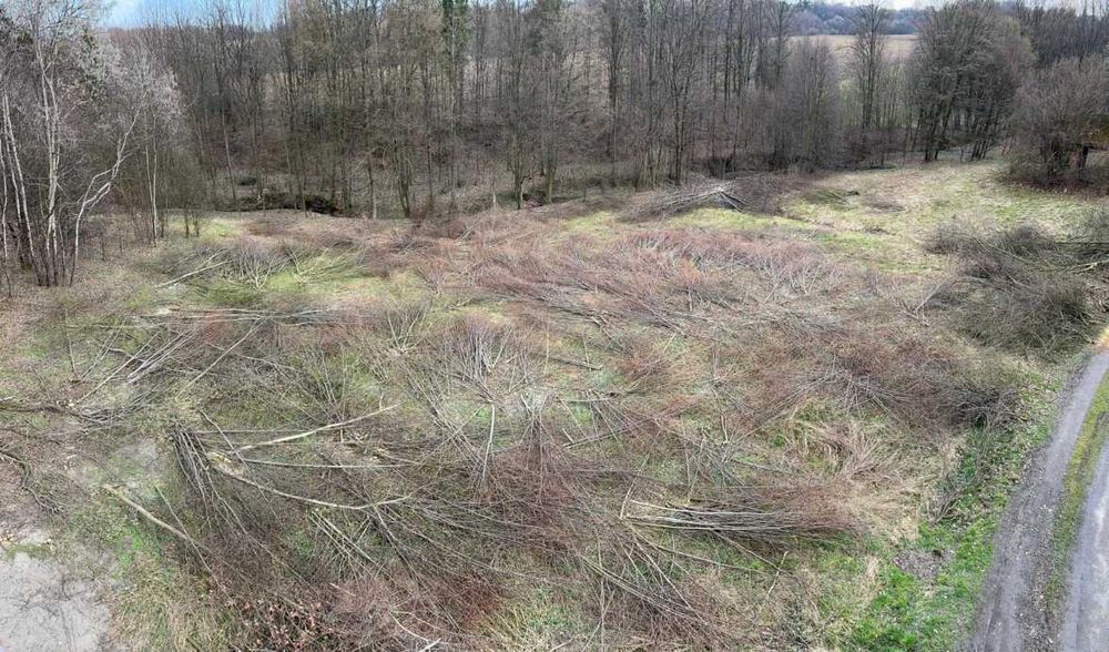 Wycinka drzew, karczowanie