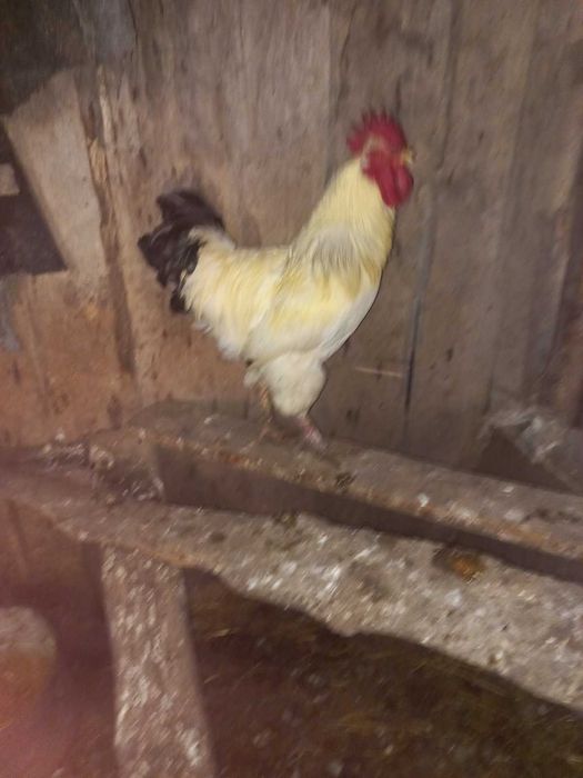 Петухи на продажу