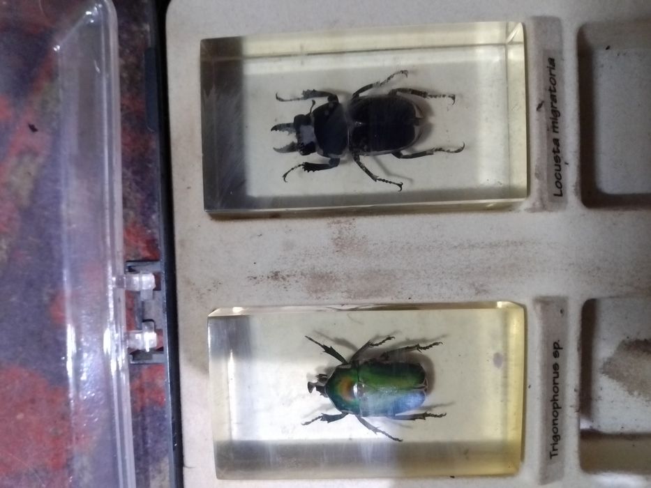 Продам насекомых застывшей смале