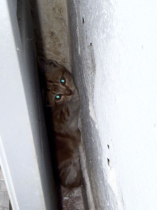 Gato bebé cor de laranja