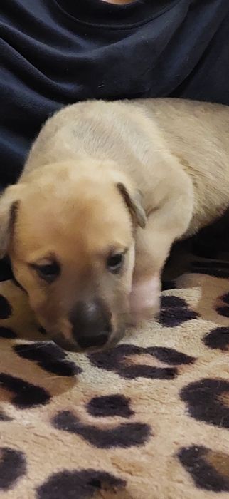 Продам  шарпей помість