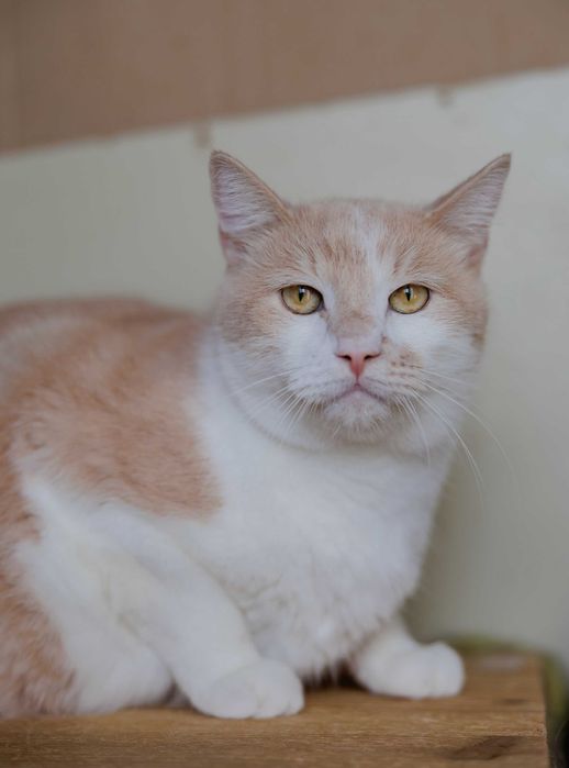 Ніжний Персей (2 роки) мріє про добрих господарів. Кастрований. Кот