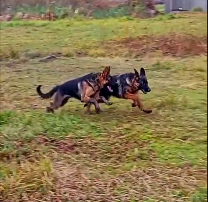 Роскошные суки.Крупные и яркие.