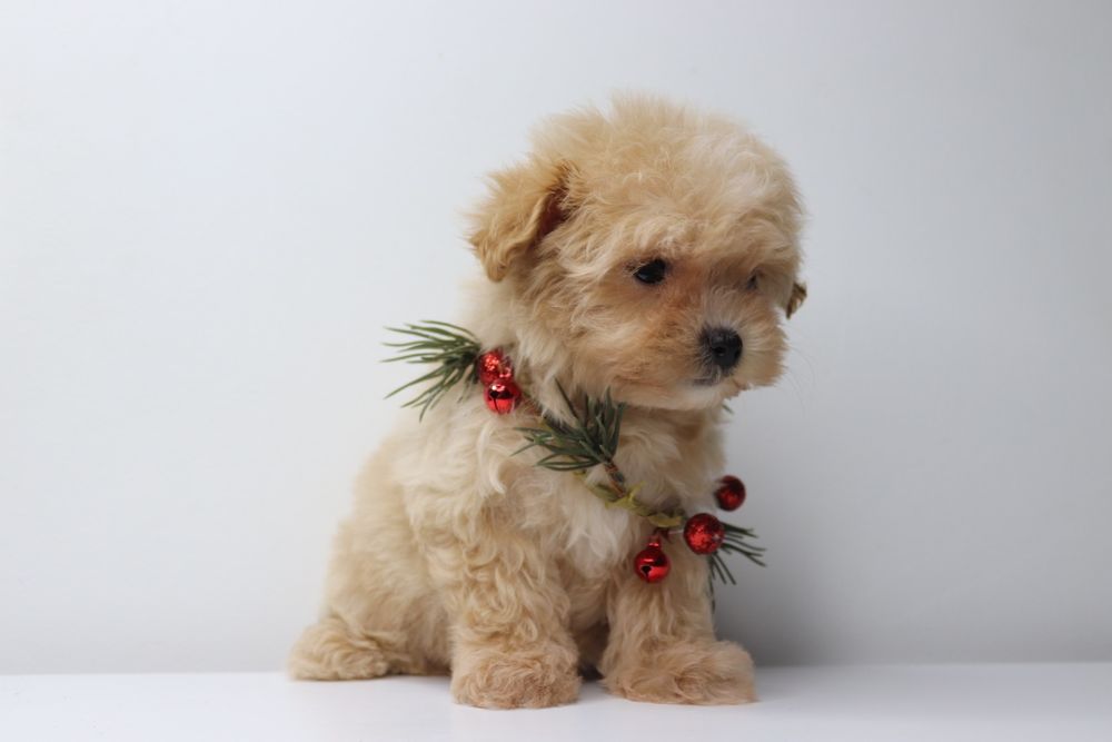 Ніжні та доглянуті цуценята Мальтипу