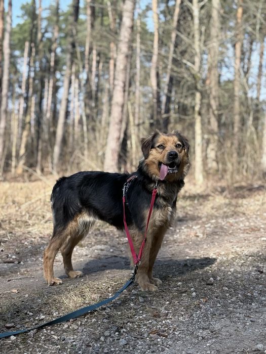 Suczka do adopcji