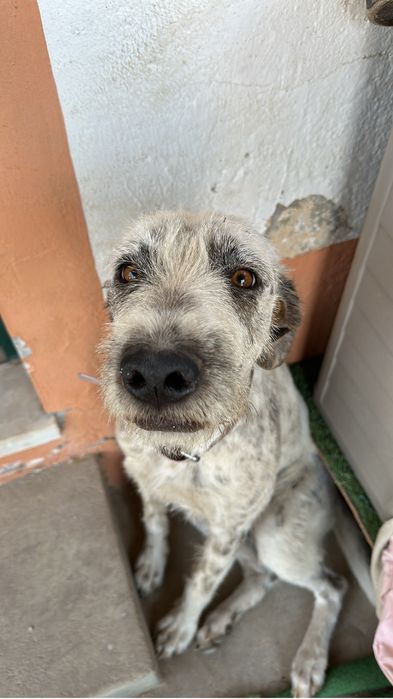 Adoção RESPONSÁVEL - Cadela 1ano