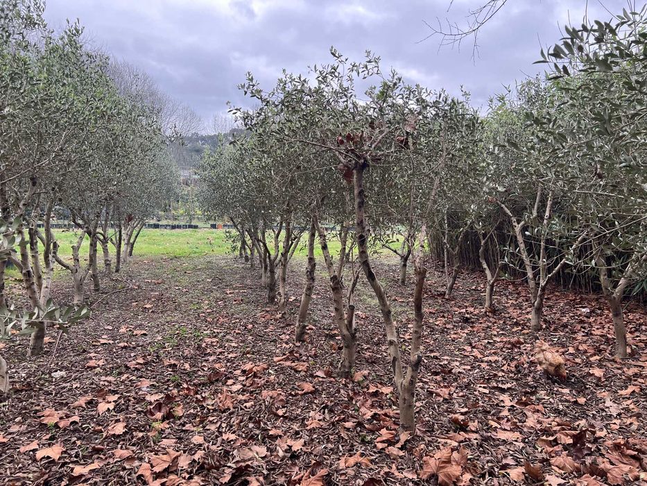 Oliveiras com 15 anos