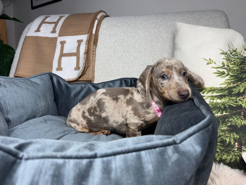 jamnik miniaturowy szczeniak