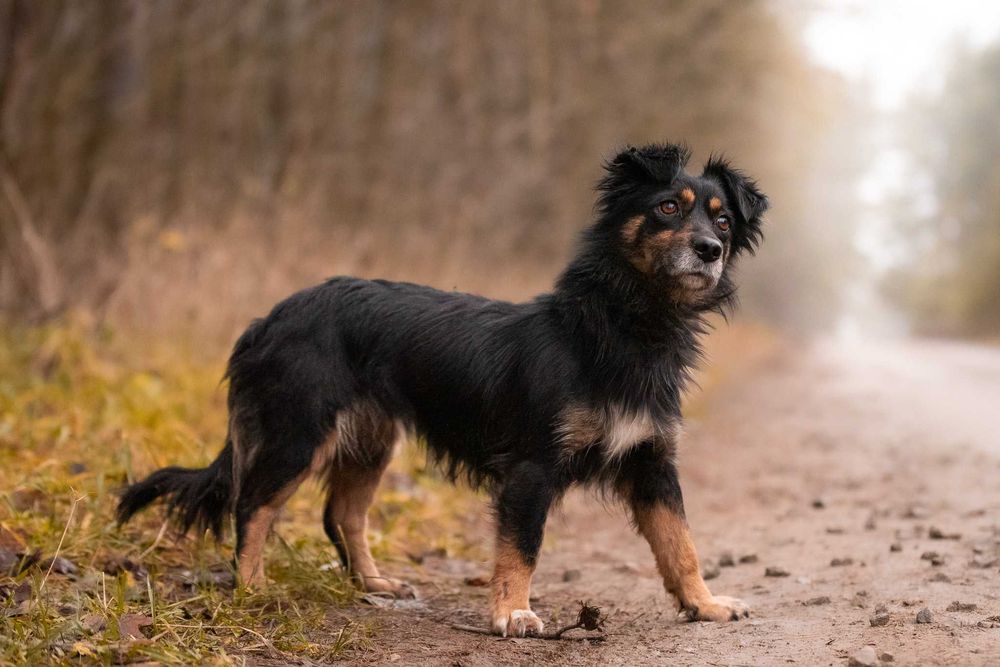 KENLY - pragnąca bliskości sunieczka o wiernych, bursztynowych oczkach