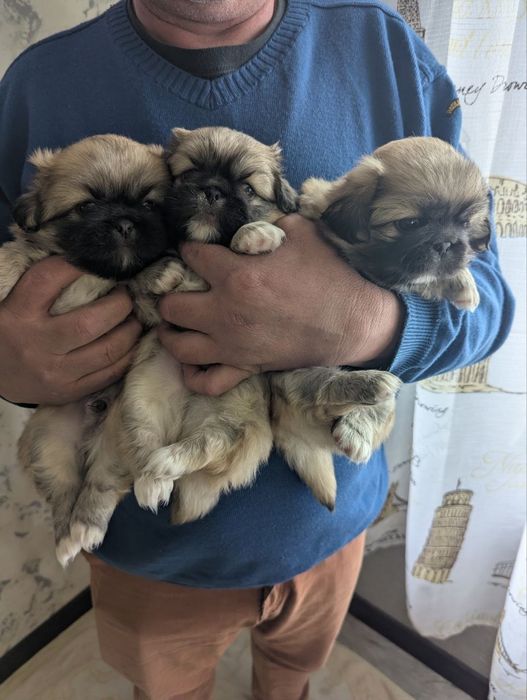 Продам цуценят пекінеса