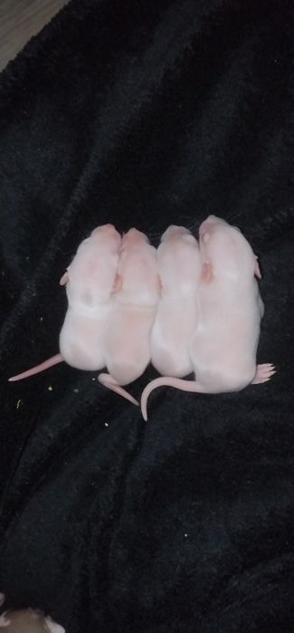 Отдам ручных крисят в хорошие руки )))