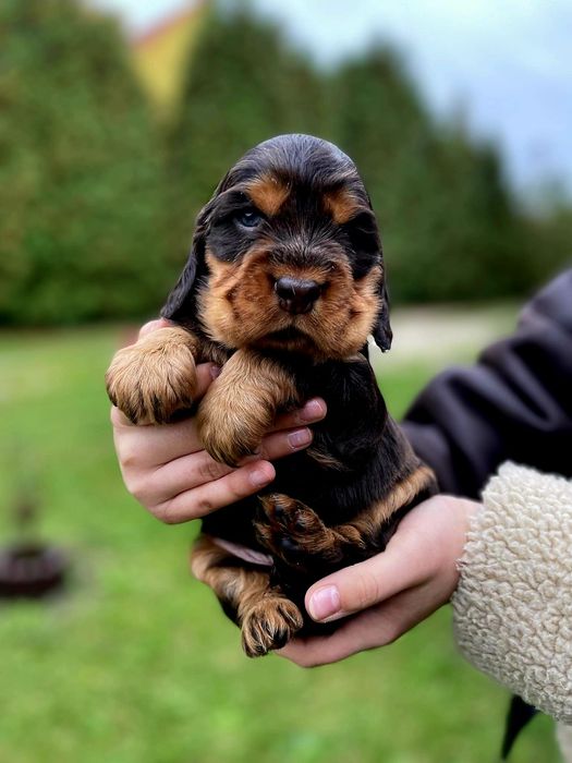 Cocker Spaniel Angielski