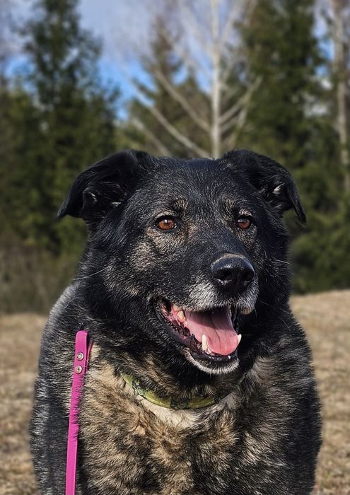 suczka do adopcji