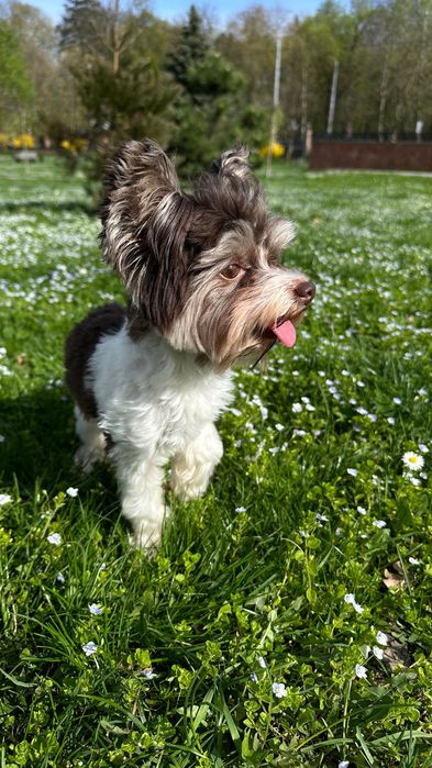 В’язка Біро Йорк