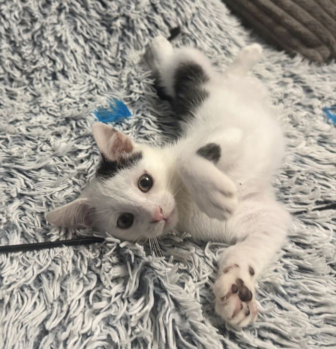 Kociaki do adopcji