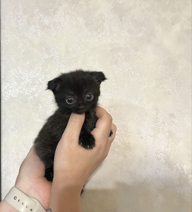 Продам маленьких котяток