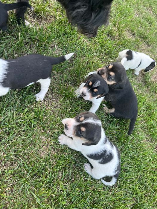 Oddam pieski - mama beagle