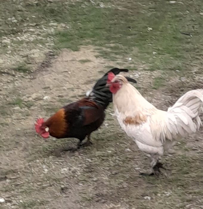 Півники Бентамки